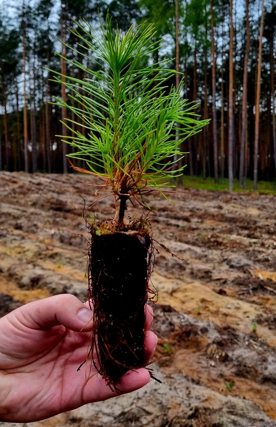 0,5 ha nowego sosnowego lasu