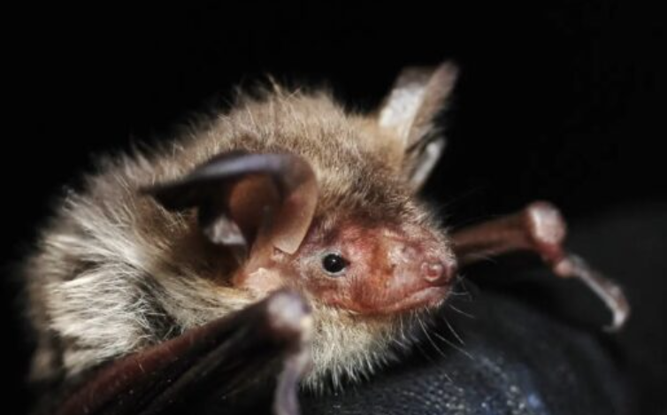 Rzadki nietoperz w Kampinoskim Parku Narodowym. Nasze wsparcie przynosi efekty